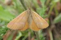Lythria purpuraria