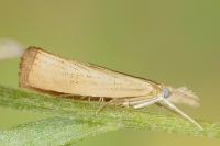 Agriphila straminella