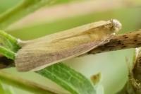 Oncocera semirubella