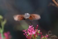 Macroglossum stellatarum