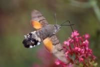 Macroglossum stellatarum
