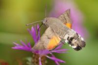 Macroglossum stellatarum