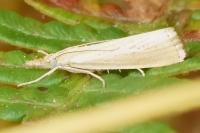 Agriphila straminella