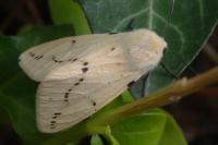 Spilarctia lutea