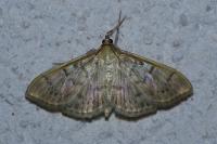 Patania ruralis