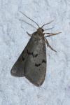Apaidia mesogona
