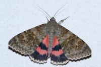 Catocala elocata