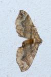 Pelurga comitata