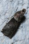 Acrobasis consociella
