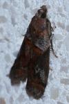 Acrobasis bithynella