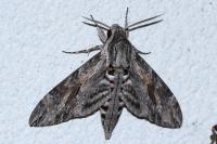 Agrius convolvuli