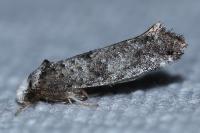 Swammerdamia pyrella