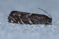 Cydia coniferana