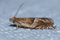 Ancylis comptana