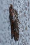 Acrobasis bithynella