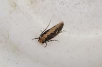 Monopis crocicapitella