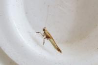 Caloptilia hemidactylella