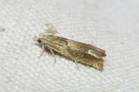 Eucosma conterminana