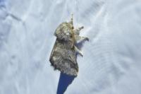 Thaumetopoea processionea