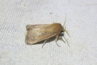 Sesamia nonagrioides