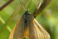 Lythria purpuraria