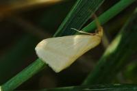Rhodometra sacraria