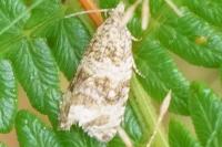 Celypha lacunana