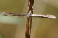 Emmelina argoteles/monodactyla