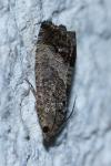 Cydia splendana