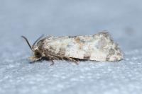 Cochylis molliculana