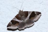 Dysgonia algira