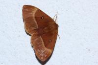 Lasiocampa quercus