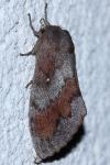 Dendrolimus pini