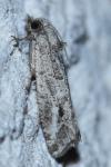 Lobesia helichrysana