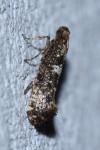Acrolepiopsis assectella