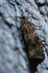 Celypha lacunana