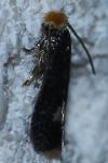 Fomoria septembrella