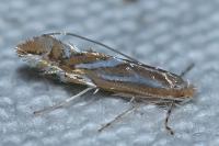 Phyllonorycter