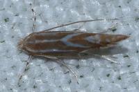Phyllonorycter