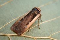 Ochropleura plecta