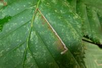 Stigmella microtheriella