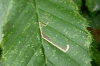 Stigmella microtheriella