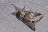 Furcula furcula