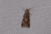 Brachmia blandella