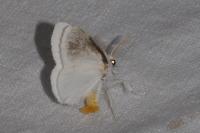 Sphrageidus similis