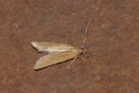 Helcystogramma rufescens