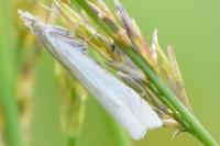 Crambus pascuella
