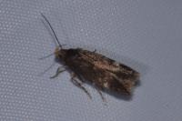 Bryotropha umbrosella