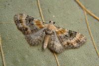 Eupithecia linariata