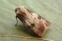 Agrotis puta